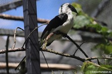 Von-der-Decken-Toko (Tockus deckeni) im Zoo Neuwied