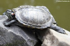 Rotwangen-Schmuckschildkröte (Trachemys scripta elegans) im Zoo Neuwied