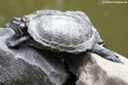 Trachemys scripta elegans