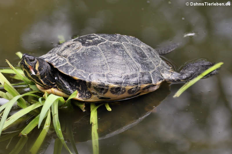 Gelbwangen-Schmuckschildkröte (Trachemys scripta scripta)