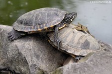 Gelbwangen-Schmuckschildkröten (Trachemys scripta scripta) im Zoo Neuwied