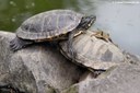 Trachemys scripta scripta
