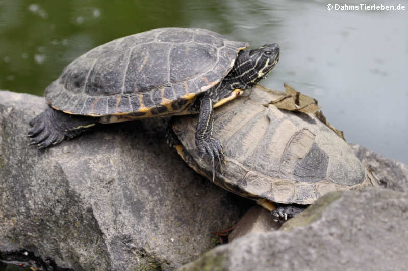 Trachemys scripta scripta