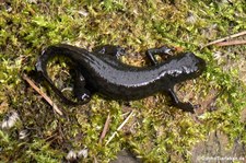 Kammmolch (Triturus cristatus) im Zoo Neuwied