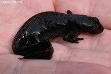 Kammmolch (Triturus cristatus)