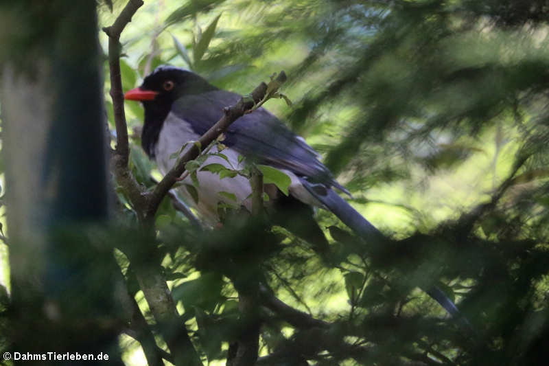 Rotschnabelkitta Urocissa erythrorhyncha-2