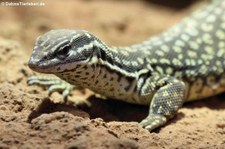 Stachelschwanzwaran (Varanus acanthurus) im Zoo Neuwied