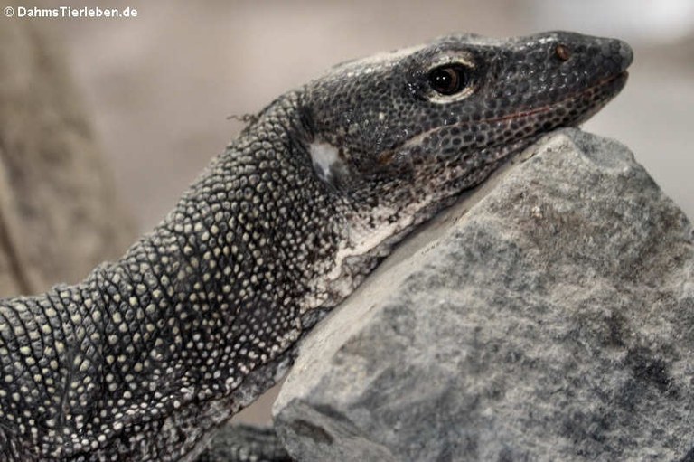 Varanus indicus