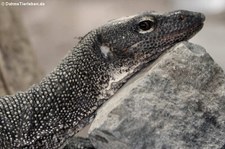 Pazifikwaran (Varanus indicus) im Zoo Neuwied