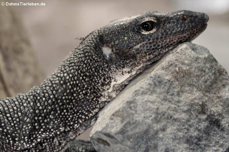 Pazifikwaran Varanus indicus-1