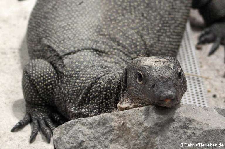 Varanus indicus