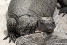 Pazifikwaran (Varanus indicus) im Zoo Neuwied