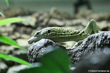 Reisingers Baumwaran (Varanus reisingeri) im Zoo Neuwied