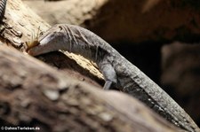 Trauerwaran (Varanus tristis orientalis) im Zoo Neuwied