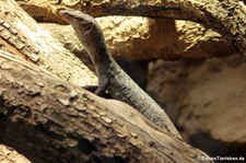 Trauerwaran (Varanus tristis orientalis) im Zoo Neuwied