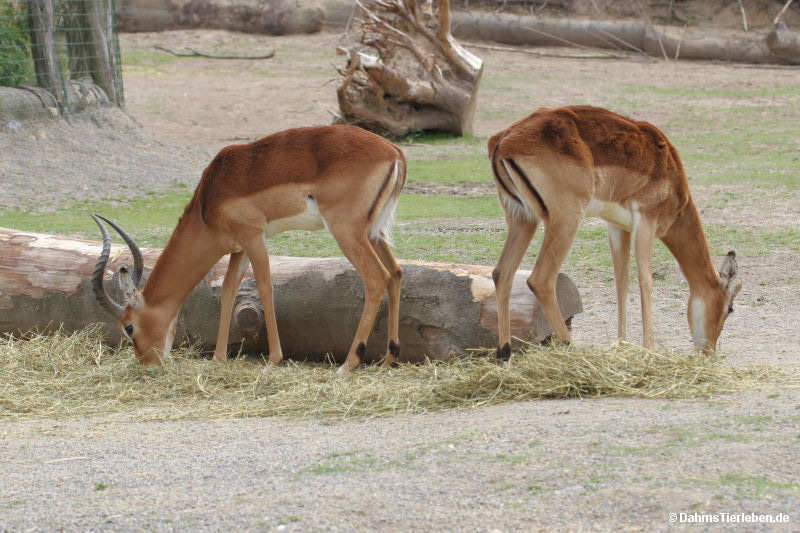 Aepyceros melampus melampus
