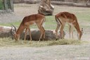 Aepyceros melampus melampus