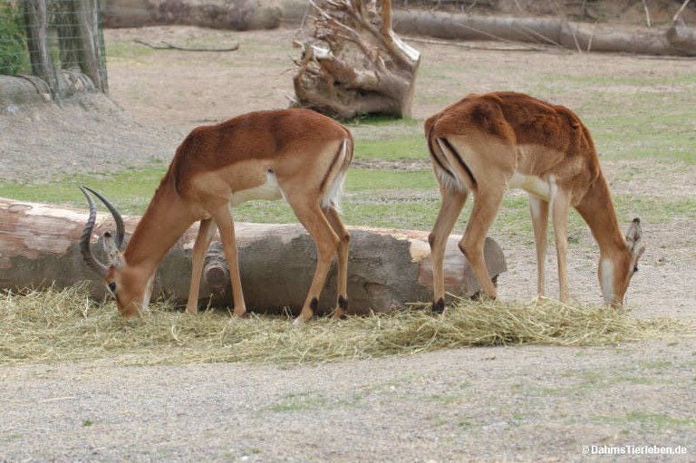 Aepyceros melampus melampus