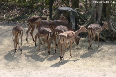 Impalas (Aepyceros melampus melampus)