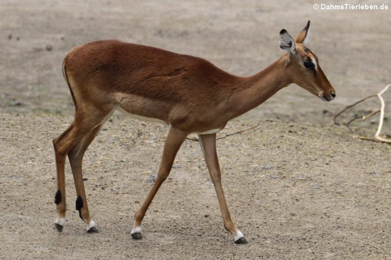 Aepyceros melampus melampus