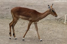 Gewöhnliche Impala (Aepyceros melampus melampus) im Zoo Osnabrück