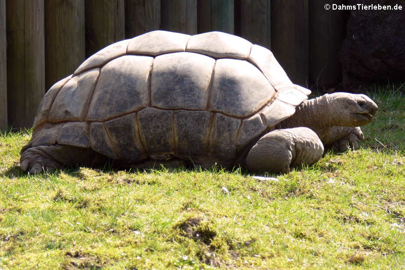 Seychellen-Riesenschildkröte (Aldabrachelys gigantea)