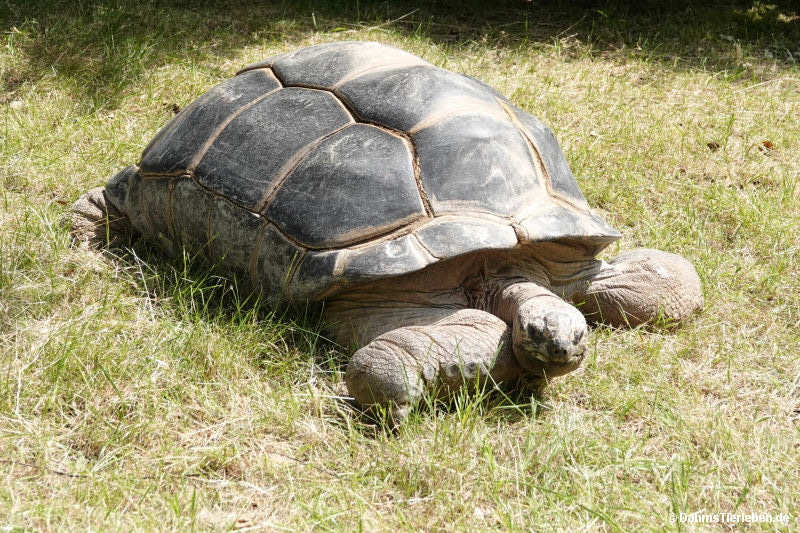 Aldabrachelys gigantea