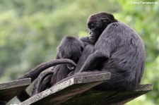 Schwarzgesicht-Klammeraffe (Ateles chamek) im Zoo Osnabrück