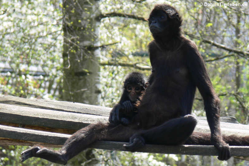 Schwarzgesicht-Klammeraffe Ateles chamek-1