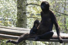 Schwarzgesicht-Klammeraffe (Ateles chamek) im Zoo Osnabrück