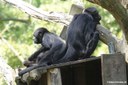 Ateles fusciceps rufiventris