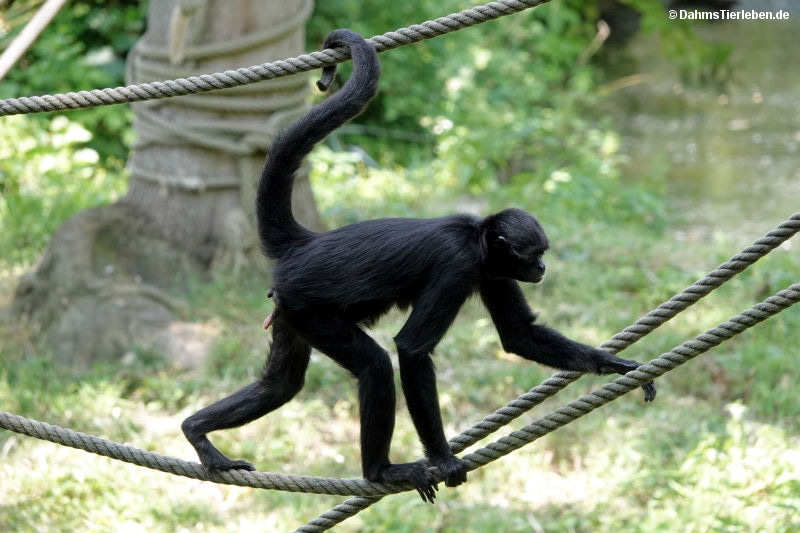 Kolumbianischer Klammeraffe Ateles fusciceps rufiventris-1