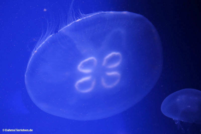 Aurelia aurita