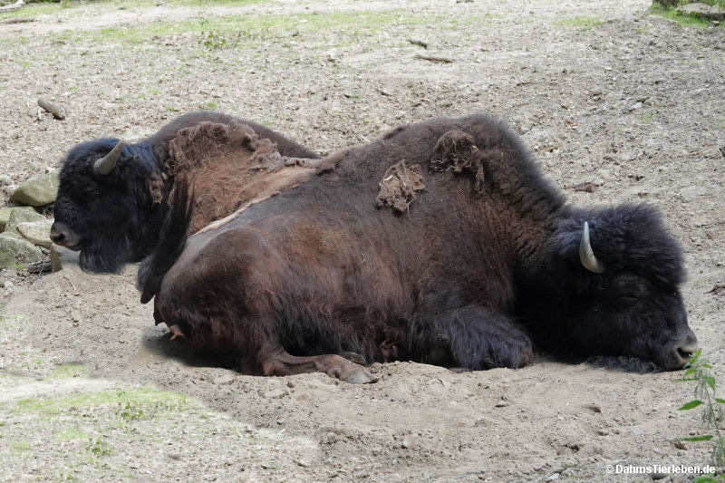 Waldbisons Bos bison athabascae-3