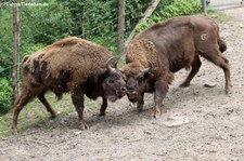 Wisente (Bison bonasus) im Zoo Osnabrück