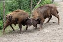 Bison bonasus