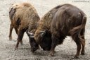 Bison bonasus