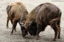 Wisente (Bison bonasus) im Zoo Osnabrück