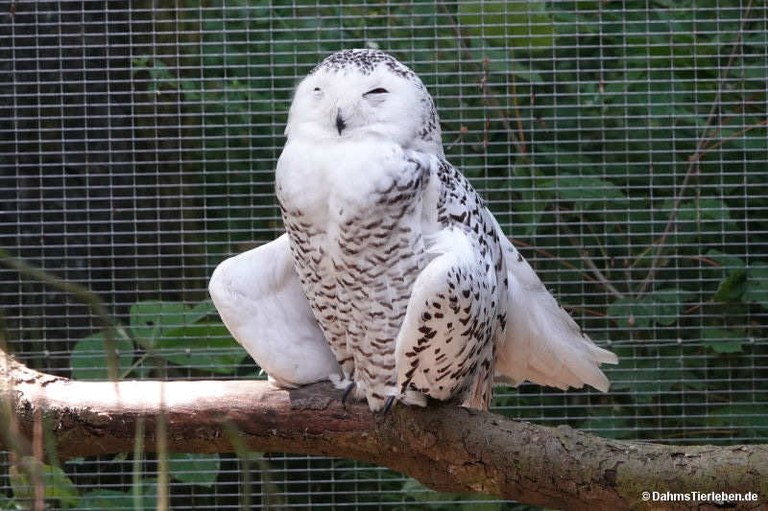 Bubo scandiacus