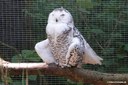 Bubo scandiacus