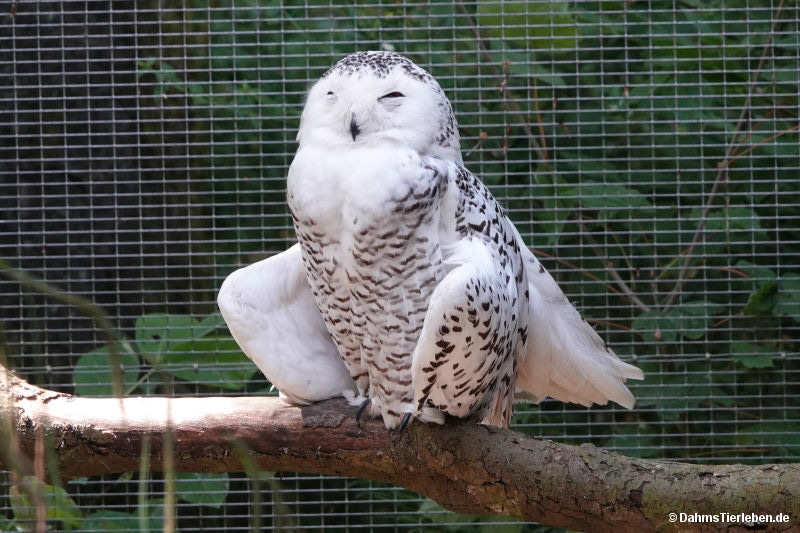Bubo scandiacus