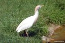 Bubulcus ibis