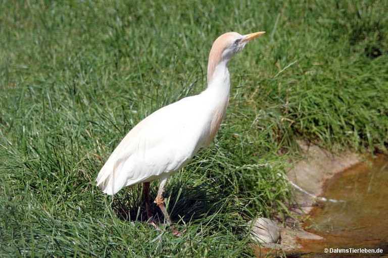 Bubulcus ibis