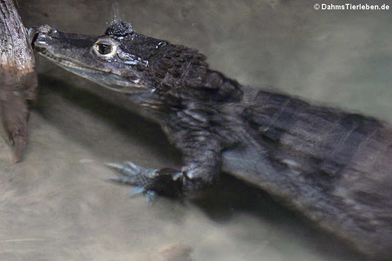Brillenkaiman (Caiman crocodilus)