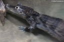 Caiman crocodilus