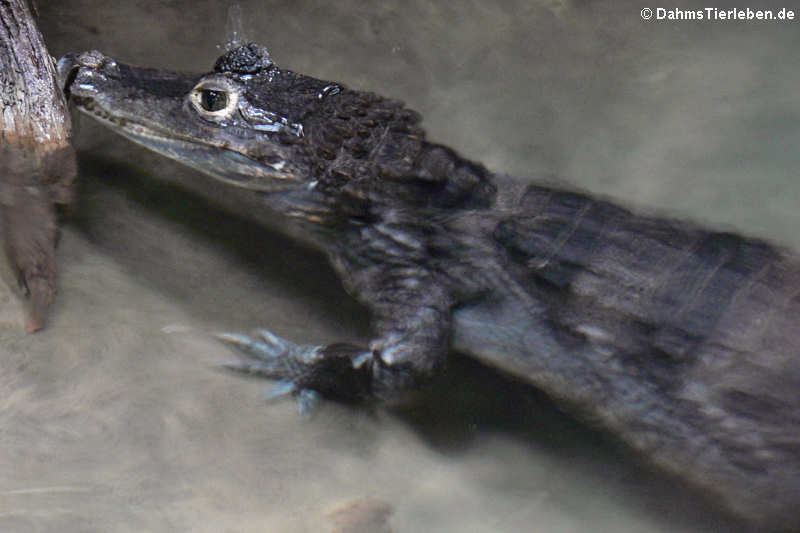 Caiman crocodilus