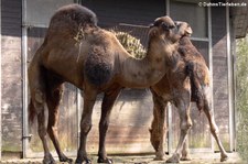 Dromedare (Camelus dromedarius) im Zoo Osnabrück