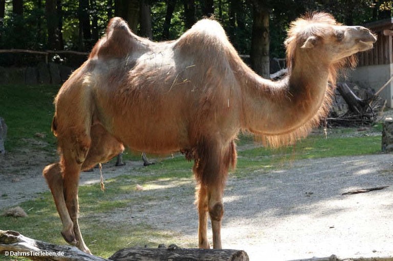 Camelus ferus