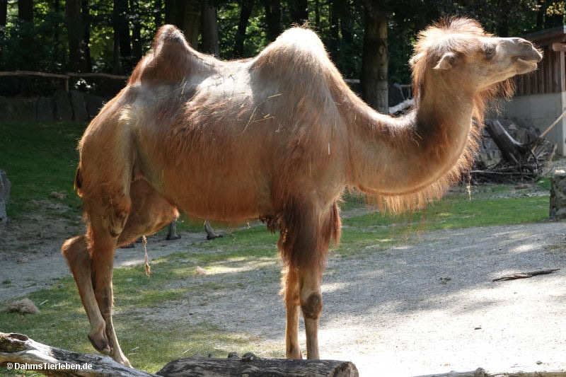 Camelus ferus