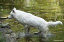 Canis lupus hudsonicus